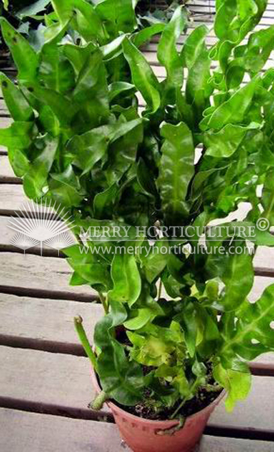 Polypodium 'Green Wave'